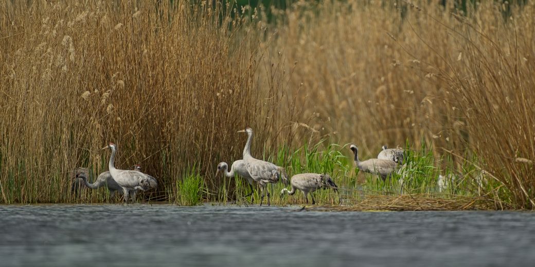 Pohled na břeh rybníka s porosty rákosí a s ptáky jeřábi.