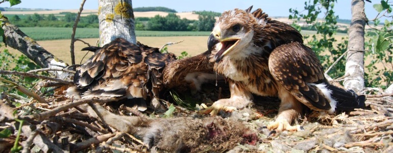 Imperial Eagles raised 19 juveniles in Czechia