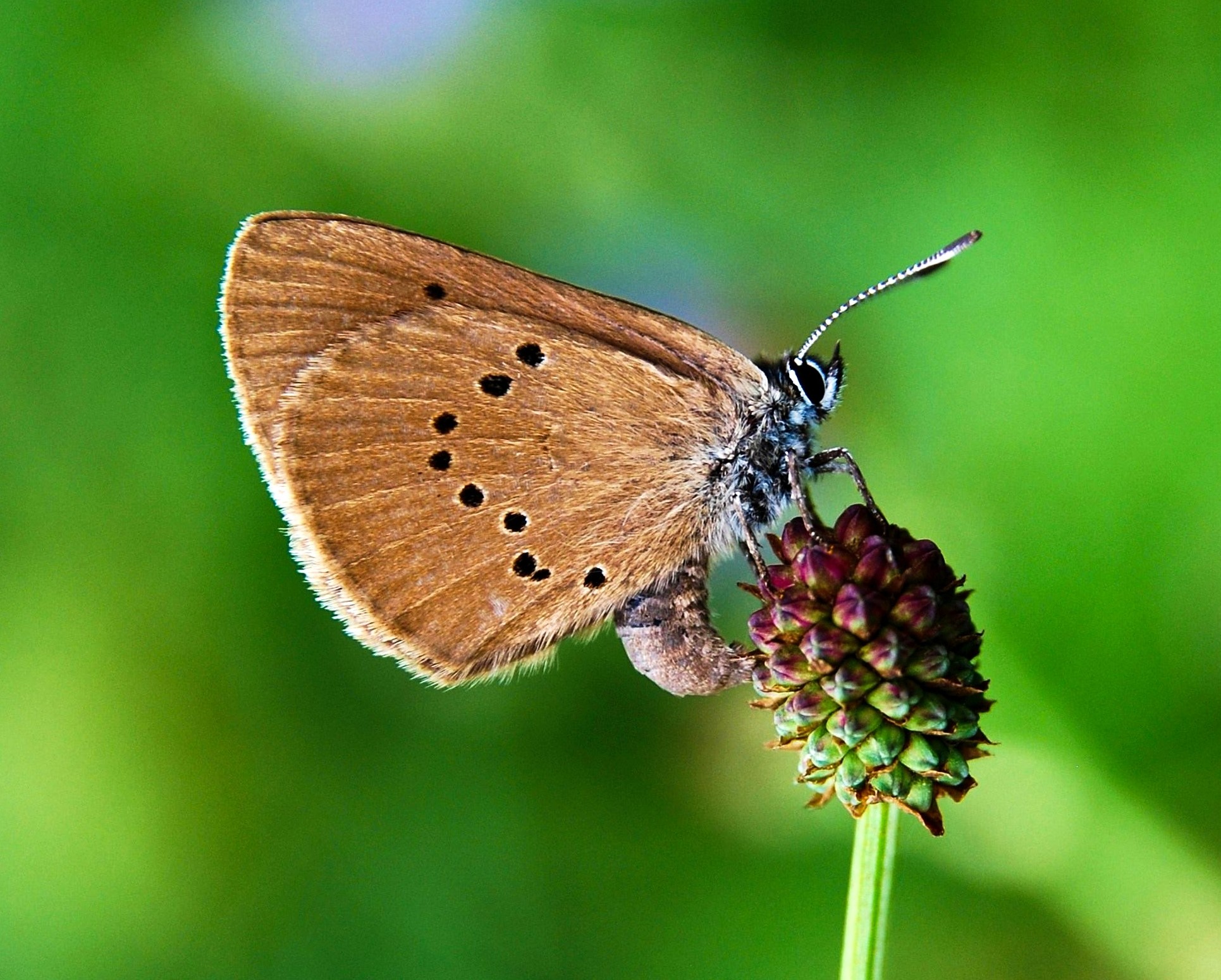 Motýl - Čertoryje