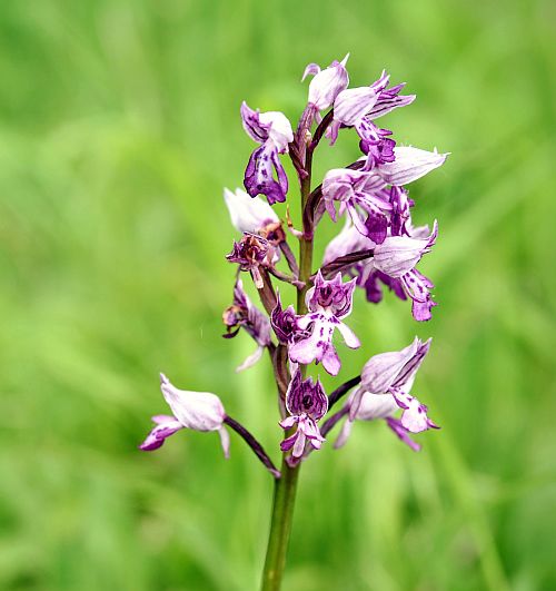 Orchidej - Čertoryje