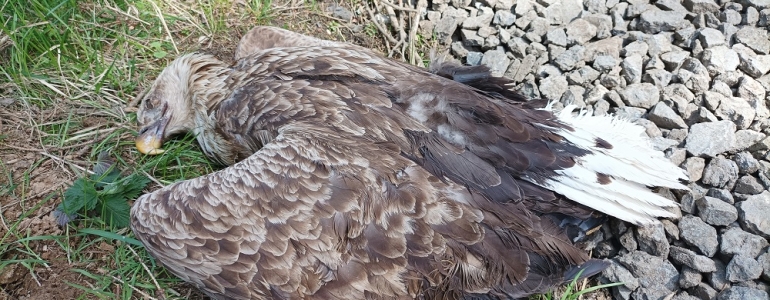 Zmařené hnízdění orlů mořských na Toužimsku. Někdo zabil samici s mládětem, podezření je na otravu